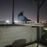 کفتر سبز پرشی نر