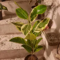 گل ها سالم وسروحال|گل و گیاه طبیعی|نیشابور, شهرک اندیشه|دیوار