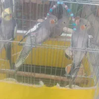 بعد شاوور روستای بنادر خ رسول اکرم