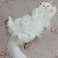 گربه پرشین