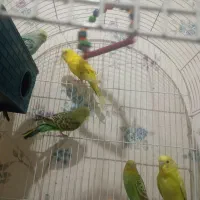 مرغ عشق جفت