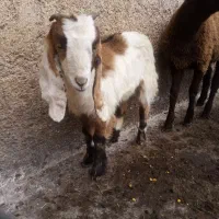 بزغاله ماده|حیوانات مزرعه|سنگدوین, |دیوار