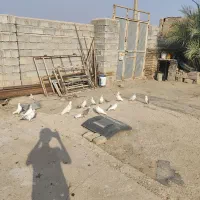 کبوتر|پرنده|سرپل ذهاب, |دیوار