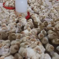 جوجه بوقلمون بیوتی گوشتی|حیوانات مزرعه|بهشهر, |دیوار