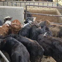 گوساله گیلدورگ در وزن ۱۰۰ و ۱۵۰ کیلو|حیوانات مزرعه|پیشوا, |دیوار