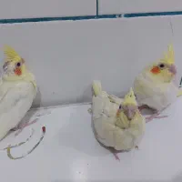 جوجه سرلاکی عروس هلندی