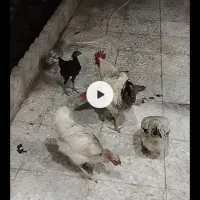۳عدد مرغ و ۱خروس و۷جوجه دورگ و محلی