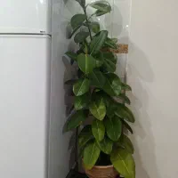 گل فیلکو طبیعی