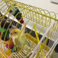 طوطی برزیلی جفت رنگ خاص