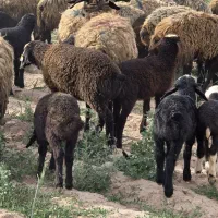فروش میش دوقلوزای شال خالص