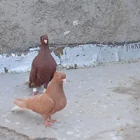 رنگی|پرنده|مشهد, پروین اعتصامی|دیوار