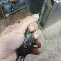 فنچ شارکول نر