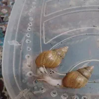 حلزون|خزنده|زنجان, |دیوار