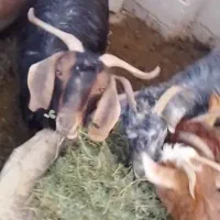 بزقاله|حیوانات مزرعه|شاهرود, |دیوار