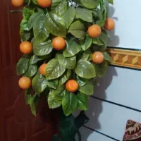درخت  پرتقالی
