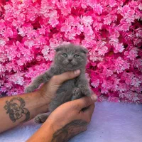 گربه نژاد اسکاتیش فولد شورت هیر