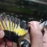 سهره|پرنده|خوی, |دیوار