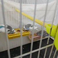 مرغ عشق وچاقو|پرنده|گلبهار, شهر جدید گلبهار|دیوار