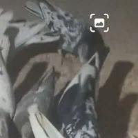 کبوتر|پرنده|فیروزه, |دیوار