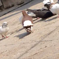 کبوتر دم سفید|پرنده|سوسنگرد, |دیوار