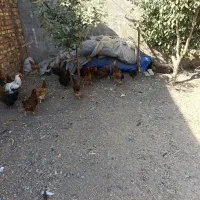 22عدد مرغ 1عدد خروس|حیوانات مزرعه|محمدیه-قزوین, |دیوار