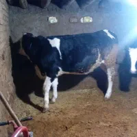 تلیسه ابستن|حیوانات مزرعه|قیدار, |دیوار