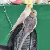 عروس هلندی به شرط جوجه