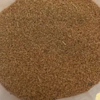 فروش ۸۰۰گندم