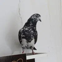 کبوتر ساعتی