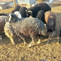 فروش ۵۰ راس میش بره دار|حیوانات مزرعه|شیراز, باباکوهی|دیوار