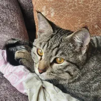 گربه گمشده|حیوانات|شیراز, پودنک|دیوار