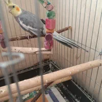 عروس هلندی نر  نیمه رام