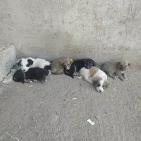 واگذاری توله بومی