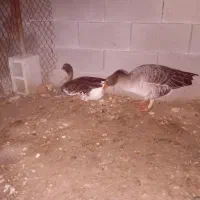 غاز ۹ماهه تخم گذار|پرنده|گتوند, |دیوار