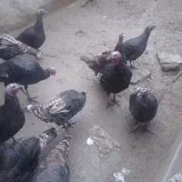 بوقلمون های محلی نر ماده