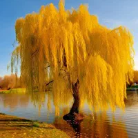 زمین کشاورزی مناسب باغ و کارگاه انبار