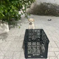 سگ پاپی خوشکل رنگ شکری|سگ|شیبکوه (فارس), |دیوار