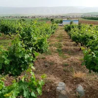 باغ فروشی|فروش دفتر صنعتی، کشاورزی، تجاری|زرنه, |دیوار