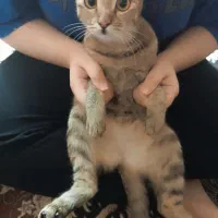گربه خونگی حنا خانم