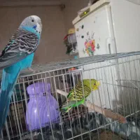 یک جفت مرغ عشق ۳۰۰۰باتخفیف