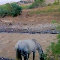 فروش اسب|اسب و تجهیزات اسب‌سواری|خدا آفرین, |دیوار