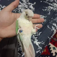 گرینچیک نروماده|پرنده|زنجان, |دیوار