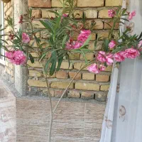 گلهای خانگی طبیعی سرحال وسرزنده