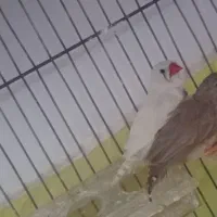 فنچ به شرط تخم جوجه|پرنده|آباده, |دیوار