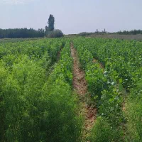 نهال صنوبر|گل و گیاه طبیعی|میاندوآب, |دیوار