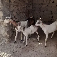 کهره و نری
