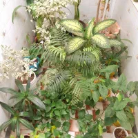 20 عدد گل و گلدان