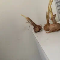 پیاز قائنات درجه یک