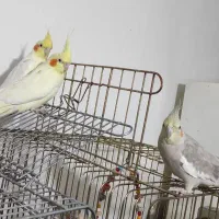 عروس هلندی|پرنده|شاهین دژ, |دیوار
