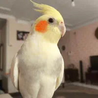 یک جفت عروس هلندی نر وماده